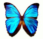 Blue_morpho_butterfly